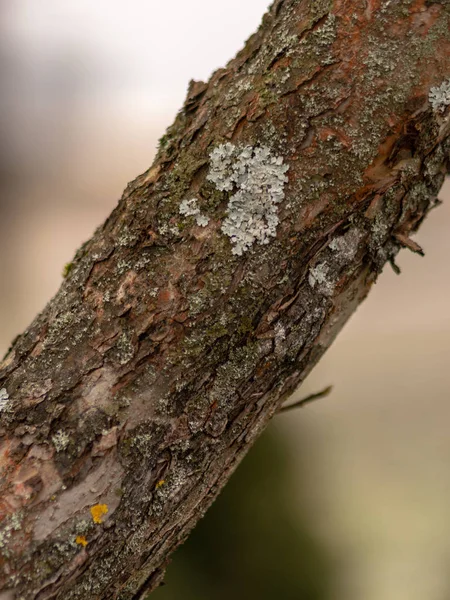 Dřevěná textura na rozmazaném pozadí — Stock fotografie