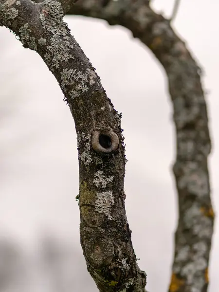 Υφή ξύλου σε θολή φόντο — Φωτογραφία Αρχείου
