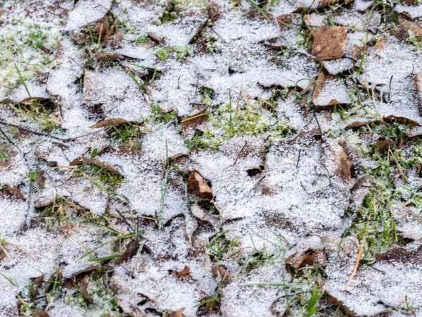 Abstract beeld met droog blad, groen gras en sneeuw textuur — Stockfoto