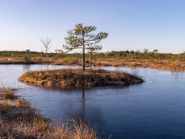 Beautiful bog landscape at sunrise — Stock Photo, Image