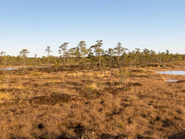 Beautiful bog landscape — Stock Photo, Image