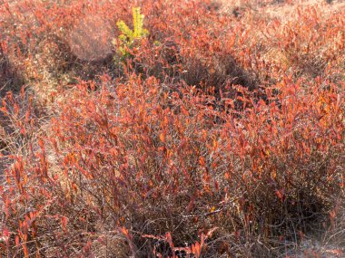 soyut kırmızı yaprak dokusu