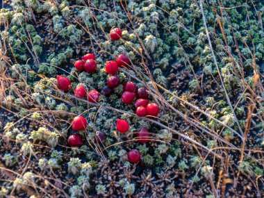 kırmızı bataklık kızılcıkları