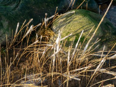 Donmuş deniz sazlıklarının soyut oluşumları