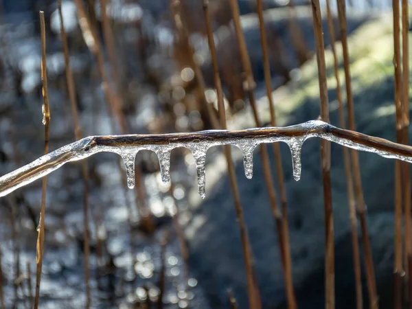 Abstract formations of frozen sea reeds — Stock Photo, Image