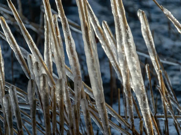 Formações abstratas de juncos congelados — Fotografia de Stock