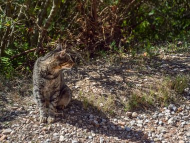 benekli kedili resim
