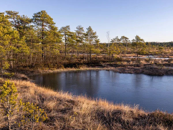 Prachtig moeraslandschap bij zonsopgang — Stockfoto