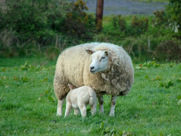 Paysage avec moutons sur pâturage — Photo