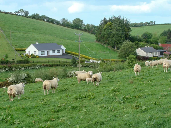 Landschaft mit Schafen auf der Weide — Stockfoto