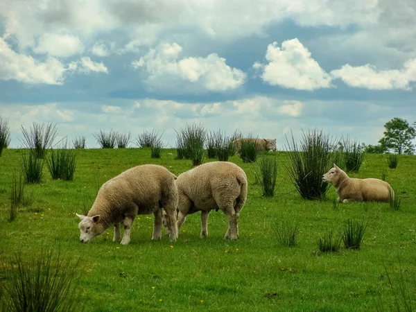 Paisagem com ovelhas em pasto — Fotografia de Stock