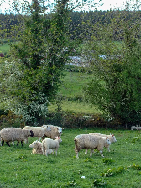 Пейзаж с овцами на пастбище — стоковое фото