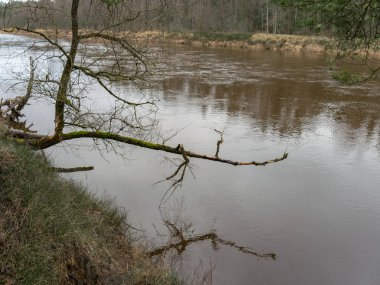 landscape with river and trees on shore