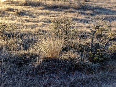 Kışın erken saatlerinde bataklık manzarası