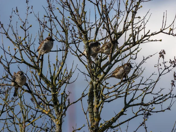 Quadro Com Ramos Arbusto Contra Céu Pequenos Pássaros Sentados Nos — Fotografia de Stock