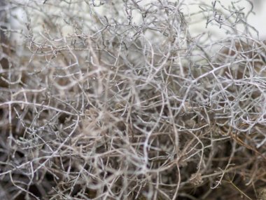 Eski bitki dokusu parçalarıyla soyut resim