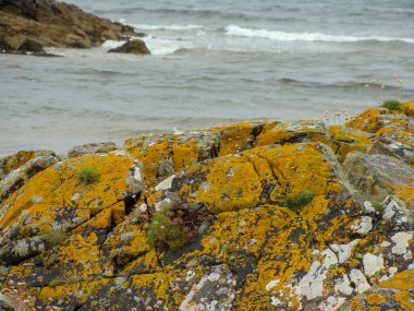 Okyanus kıyısındaki kayaların resmi, renkli yosunlar, otlar ve zambaklarla kaplanmış kayalar.