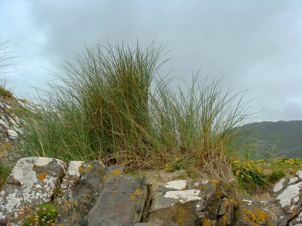 Gambar Batu Pantai Laut Batu Ditumbuhi Dengan Lumut Berwarna Rumput — Stok Foto