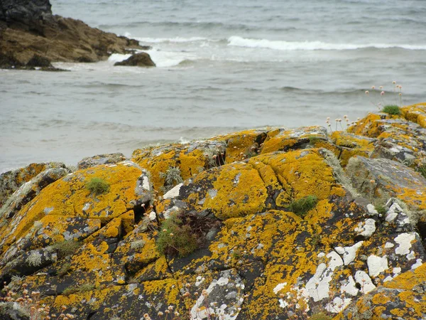 Картина Скель Березі Океану Скелі Вирощені Кольоровим Мохом Травою Лишайниками — стокове фото