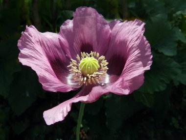 Bulanık bir arkaplanda, güzel bir dokuda, soyut gelincik çiçek parçaları.
