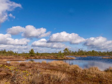 Gökyüzünde beyaz bulutlar olan güzel bataklık manzarası, rüzgarlı bir bahar günü, güzel yansımalar, Kemeri bataklığı, Letonya
