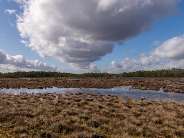 Vackert Träsklandskap Med Vita Moln Himlen Blåsig Vårdag Vackra Reflektioner — Stockfoto