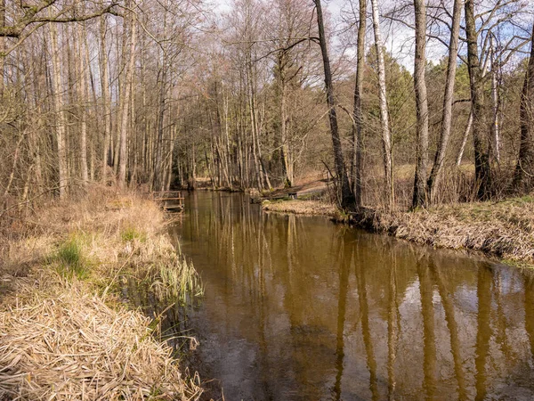 Een Kleine Wilde Rivier Droog Gras Kale Bomen Reflectie Het — Stockfoto