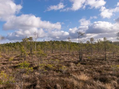 Güneşli bataklık manzarası eski bir çimenlik ön planda ve bulanık çam çam arka planda