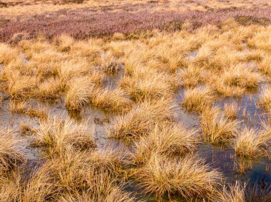 Bataklık otunun kuru dokusuna sahip soyut resim, bulanık arkaplan