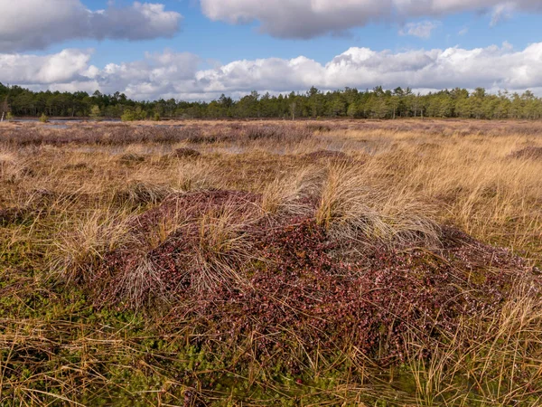 Sunny Bog Landscape Old Lawn Foreground Blurry Pine Pine Background — Stock Photo, Image