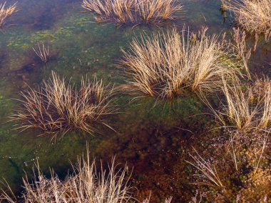 Bataklık otunun kuru dokusuna sahip soyut resim, bulanık arkaplan
