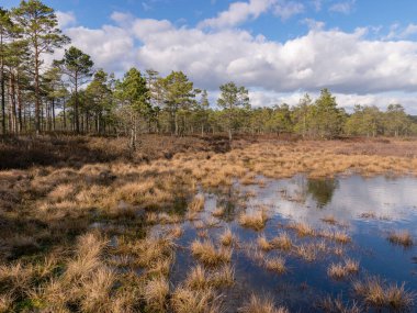 View of a peat bog lake on a sunny day with fragments of dry grass in the foreground, beautiful reflections of the sky and clouds in the water, Raganu bog, Latvia clipart
