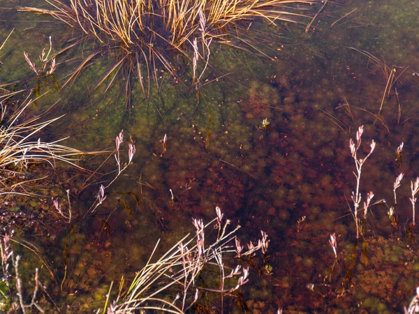 Abstraktes Bild Mit Trockener Textur Von Sumpfgras Verschwommener Hintergrund — Stockfoto