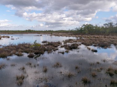 Güneşli bir günde turba gölü manzarası ön planda kuru çimen parçaları, gökyüzünün güzel yansımaları ve suda bulutlar, Raganu bataklığı, Letonya
