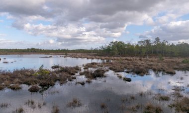 Güneşli bir günde turba gölü manzarası ön planda kuru çimen parçaları, gökyüzünün güzel yansımaları ve suda bulutlar, Raganu bataklığı, Letonya
