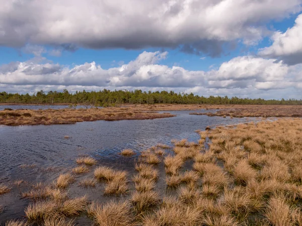 View of a peat bog lake on a sunny day, Lake forming small waves from the strong wind, Raganu bog, Latvia