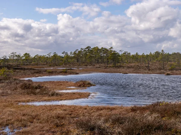 View of a peat bog lake on a sunny day, Lake forming small waves from the strong wind, Raganu bog, Latvia