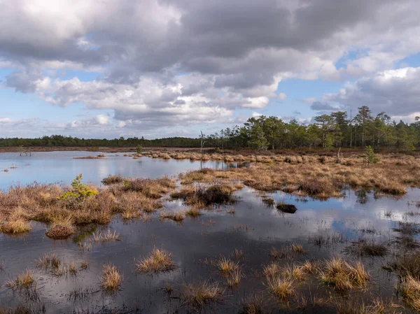 View of a peat bog lake on a sunny day with fragments of dry grass in the foreground, beautiful reflections of the sky and clouds in the water, Raganu bog, Latvia