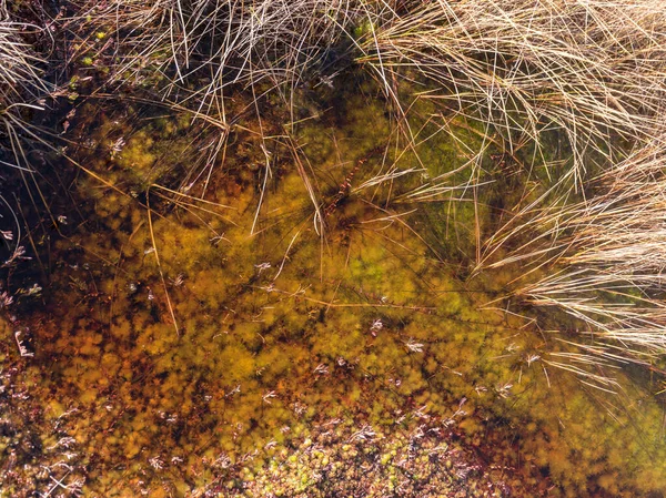 Абстрактное Изображение Сухой Болотной Травой Текстурой Болотной Воды Блеск Неба — стоковое фото