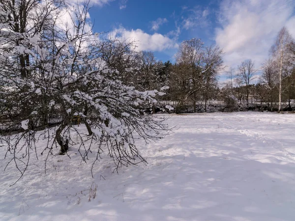 簡単な冬の風景木や土地の雪 — ストック写真