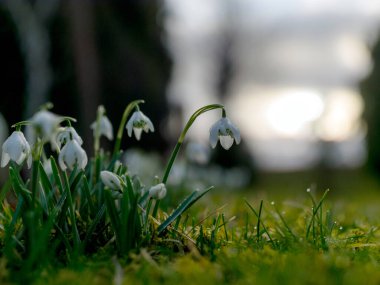 Beyaz kardelenli manzara (galanthus), bulanık arkaplanda yapraklar ve yapraklar