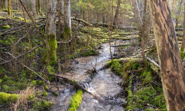 Küçük ve vahşi nehir manzarası, yosunlu kayalar ve ağaç gövdeleri