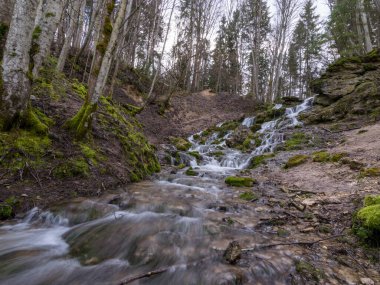 Kayaların üzerinden akan ve bir şelale etkisi yaratan bir su akıntısı, kayaların üzerinde büyüyen temiz su ve yeşil yosun. Kazu Grava, Letonya