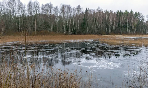 冬季景色 湖面结冰 海滨树木光秃秃的轮廓 水面倒影 — 图库照片