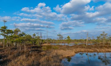 Letonya 'daki Kemeri Milli Parkı' nın bataklıklarında ağaçlarla dolu sakin bir su, güneşli bir bahar akşamüstü.