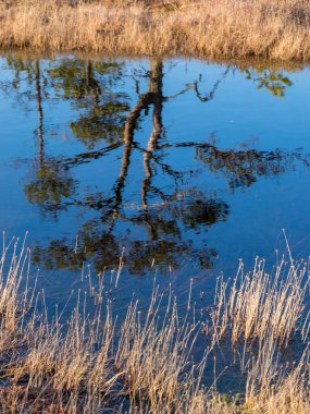 Letonya 'daki Kemeri Milli Parkı' nın bataklıklarında ağaçlarla dolu sakin bir su, güneşli bir bahar akşamüstü.