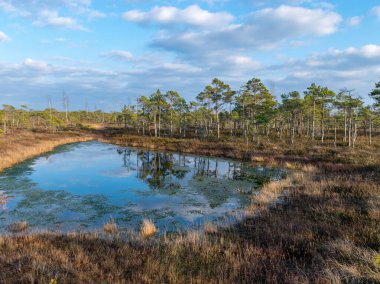 Letonya 'daki Kemeri Milli Parkı' nın bataklıklarında ağaçlarla dolu sakin bir su, güneşli bir bahar akşamüstü.