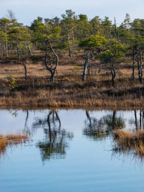Letonya 'daki Kemeri Milli Parkı' nın bataklıklarında ağaçlarla dolu sakin bir su, güneşli bir bahar akşamüstü.