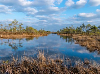 Letonya 'daki Kemeri Milli Parkı' nın bataklıklarında ağaçlarla dolu sakin bir su, güneşli bir bahar akşamüstü.