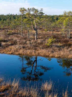 Letonya 'daki Kemeri Milli Parkı' nın bataklıklarında ağaçlarla dolu sakin bir su, güneşli bir bahar akşamüstü.